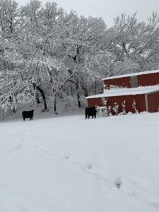 Red barn in snow, black cows